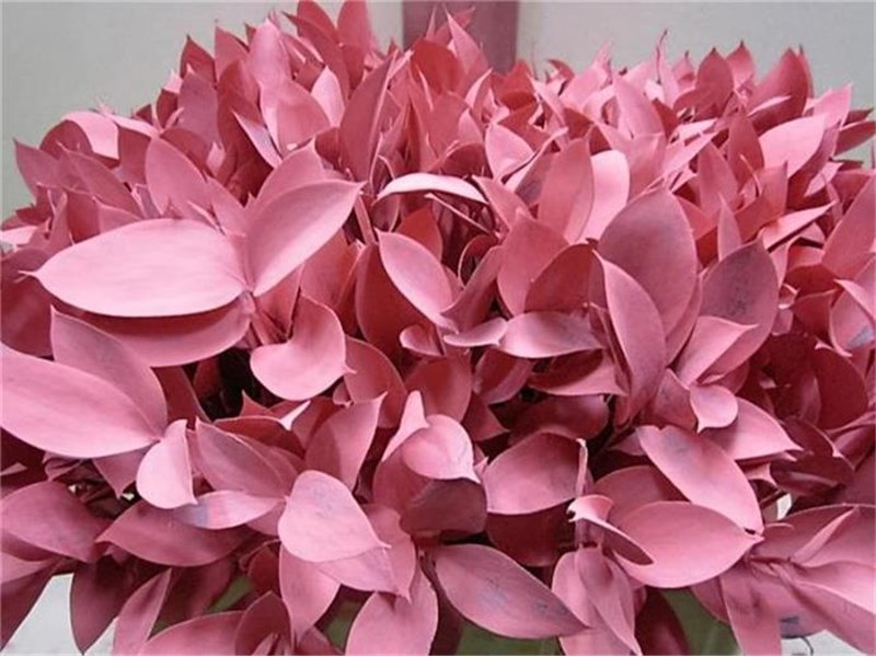 Ruskus G Cerise c3348