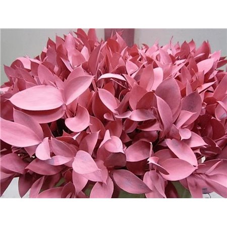 Ruskus G Cerise c3348