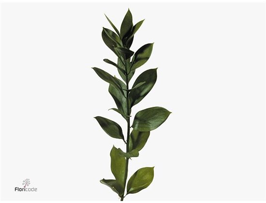 Ruskus Hypophyllum c3349