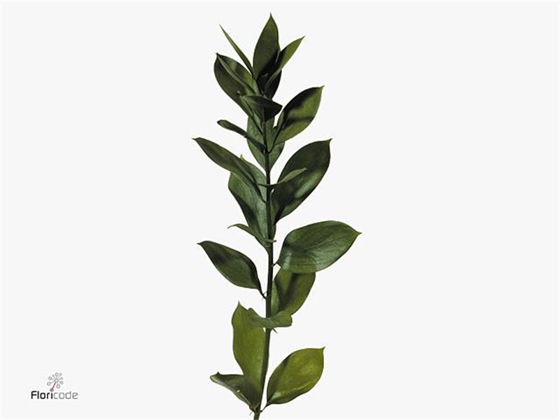 Ruskus Hypophyllum c3349