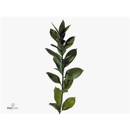Ruskus Hypophyllum c3349