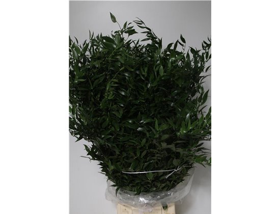 Ruskus Long 5 Stems (p. bunch) c3351
