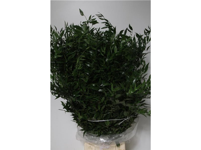 Ruskus Long 5 Stems (p. bunch) c3351