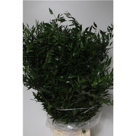 Ruskus Long 5 Stems (p. bunch) c3351
