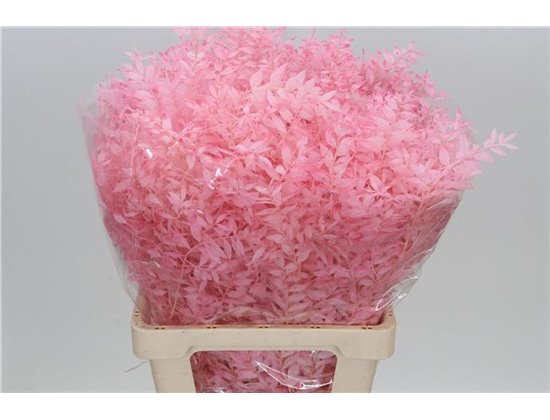 Ruskus Wild Pink Light c3352