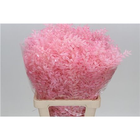 Ruskus Wild Pink Light c3352