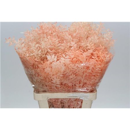 Ruskus Wild Salmon Light c3353