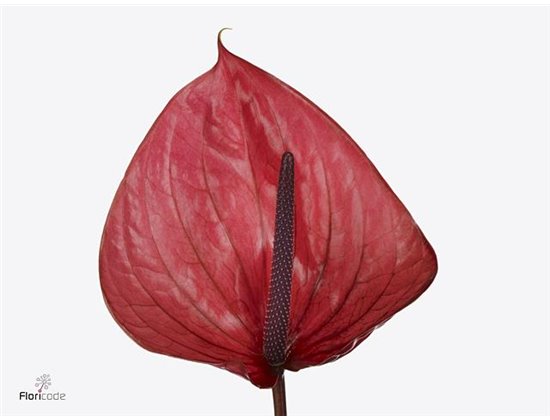 Anthurium A Cantello c79