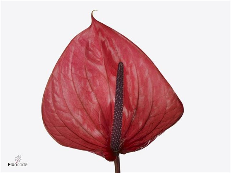 Anthurium A Cantello c79