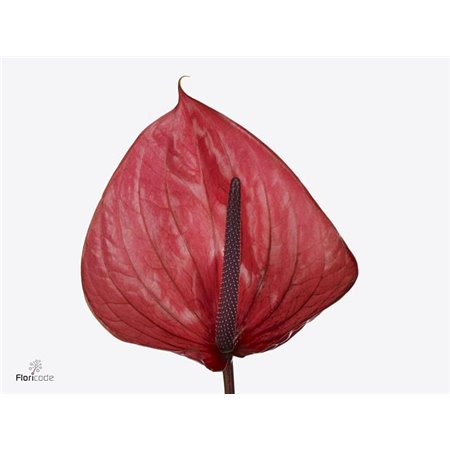 Anthurium A Cantello c79