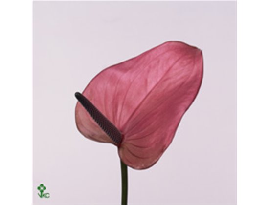Anthurium A Cassis c80
