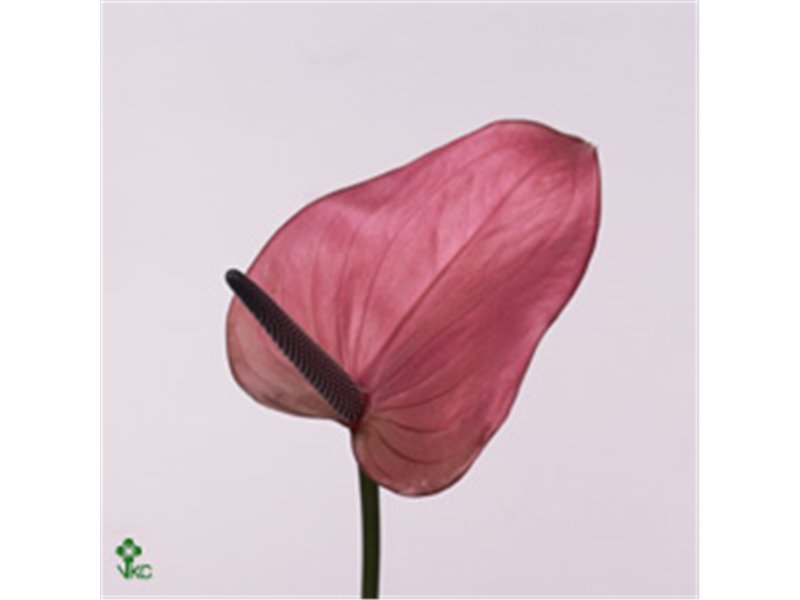 Anthurium A Cassis c80
