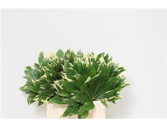 Aralija Variegated (p. bunch) c143