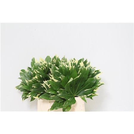 Aralija Variegated (p. bunch) c143