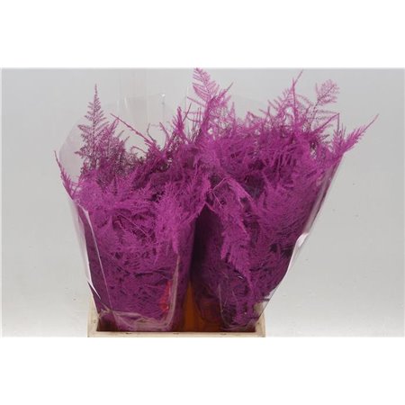 Asparagus Short Cerise c171
