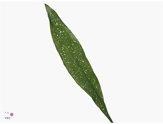 Aspidistra 80cm (p. bunch) c184