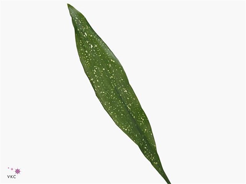 Aspidistra 80cm (p. bunch) c184