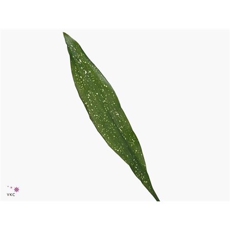 Aspidistra 80cm (p. bunch) c184