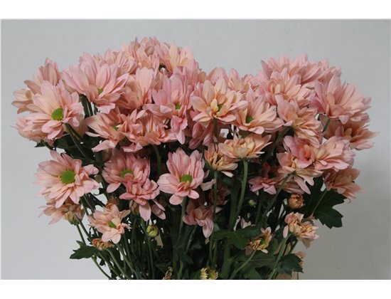 Marjetka T Resq Peach c479