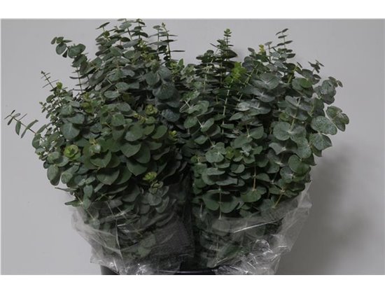 Evkaliptus Baby Blue 150gr Short (p. bunch) c621
