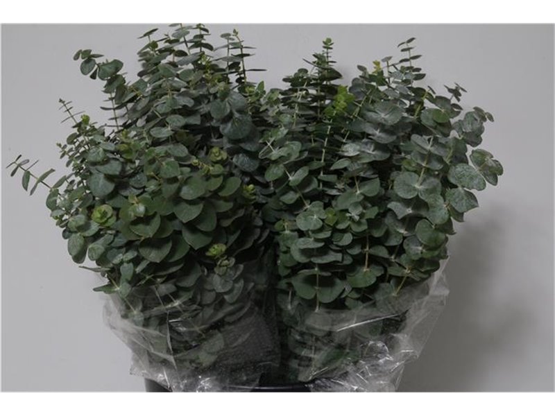 Evkaliptus Baby Blue 150gr Short (p. bunch) c621