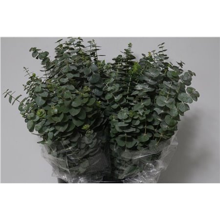 Evkaliptus Baby Blue 150gr Short (p. bunch) c621