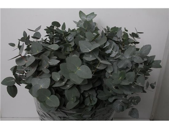 Evkaliptus Bell Gum c626