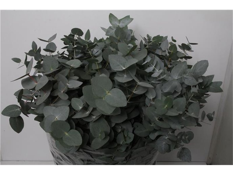Evkaliptus Bell Gum c626