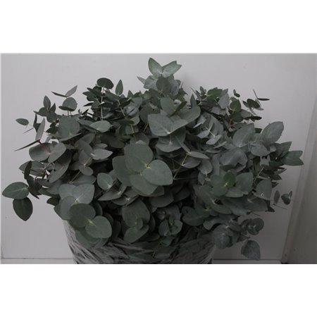 Evkaliptus Bell Gum c626
