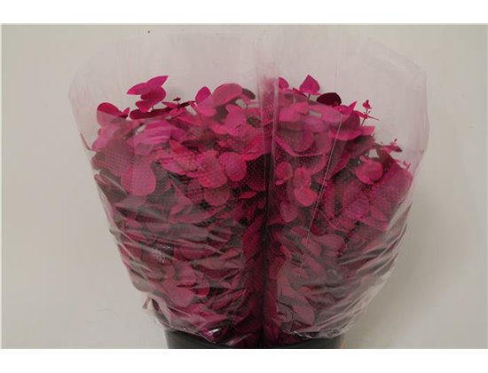 Evkaliptus Cinerea Col Pink 200gr (p. bunch) c629