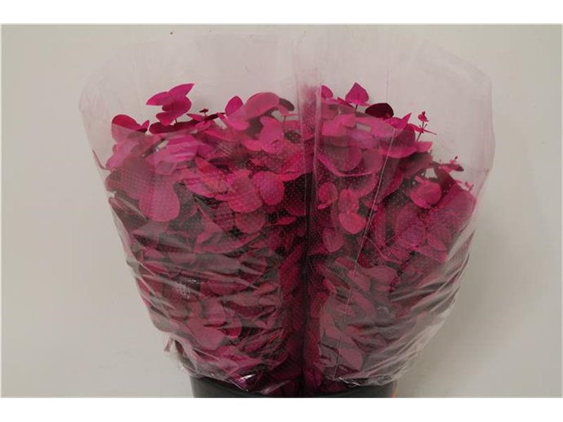 Evkaliptus Cinerea Col Pink 200gr (p. bunch) c629
