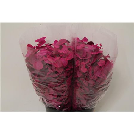 Evkaliptus Cinerea Col Pink 200gr (p. bunch) c629