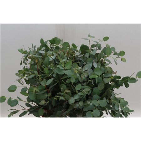 Evkaliptus Gunnii 150gr Short (p. bunch) A2!!! c635