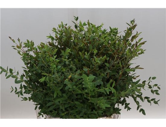 Evkaliptus Parvi 150gr Short (p. bunch) c642