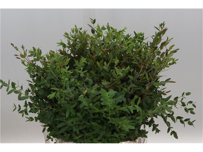 Evkaliptus Parvi 150gr Short (p. bunch) c642