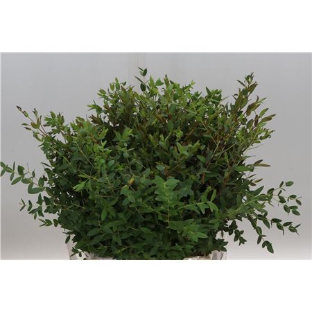 Evkaliptus Parvi 150gr Short (p. bunch) c642