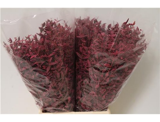 Evkaliptus Parvi Col Pink Short (p. bunch) c643