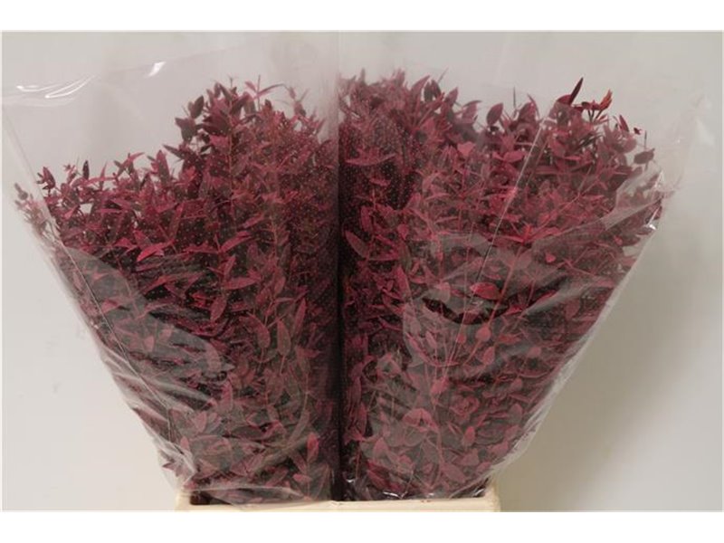 Evkaliptus Parvi Col Pink Short (p. bunch) c643