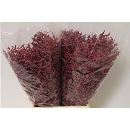 Evkaliptus Parvi Col Pink Short (p. bunch) c643