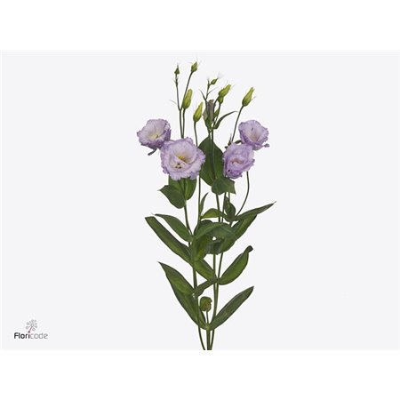 Eustoma Double Stracciate Lavender c695