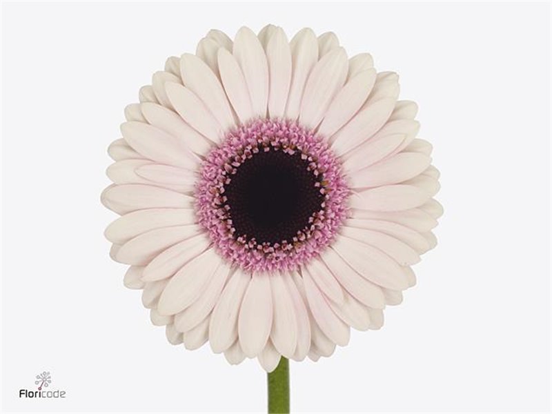 Mini Gerbera Abby Lou x20 c792