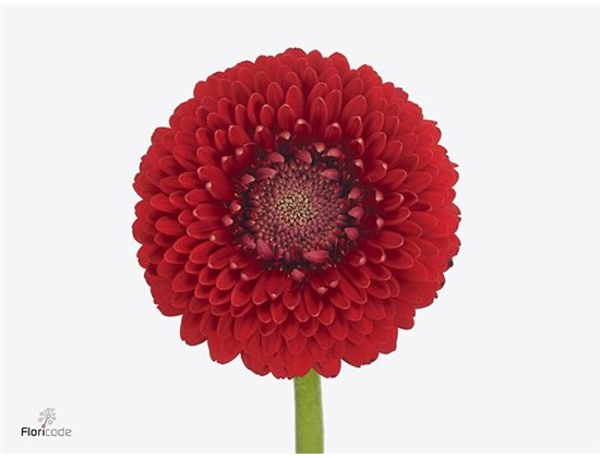 Mini Gerbera Bolero Tintin X80 c796