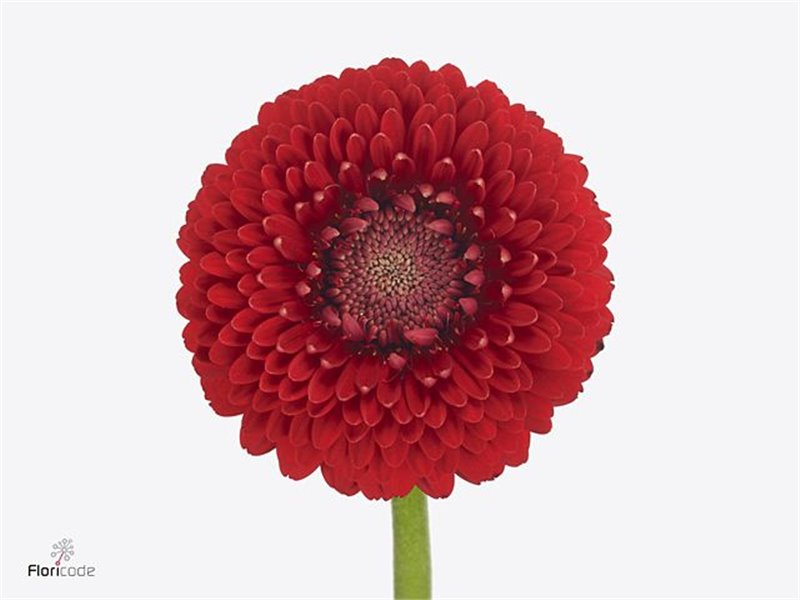 Mini Gerbera Bolero Tintin X80 c796