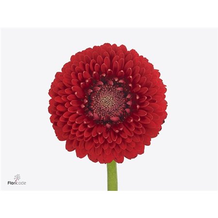 Mini Gerbera Bolero Tintin X80 c796