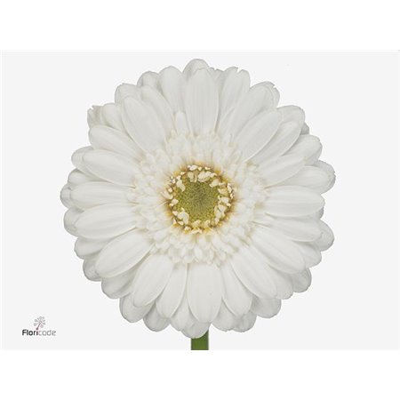 Mini Gerbera Lobby x20 c822