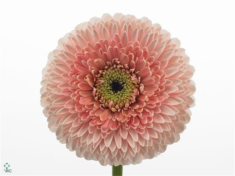 Mini Gerbera Pomponi Belfi x20 c836