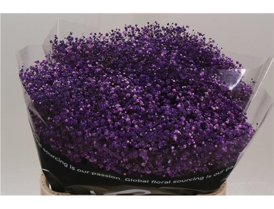 Gipsofila Dyed Cassis c878