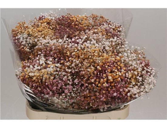 Gipsofila Dyed Wedding Mixed c900