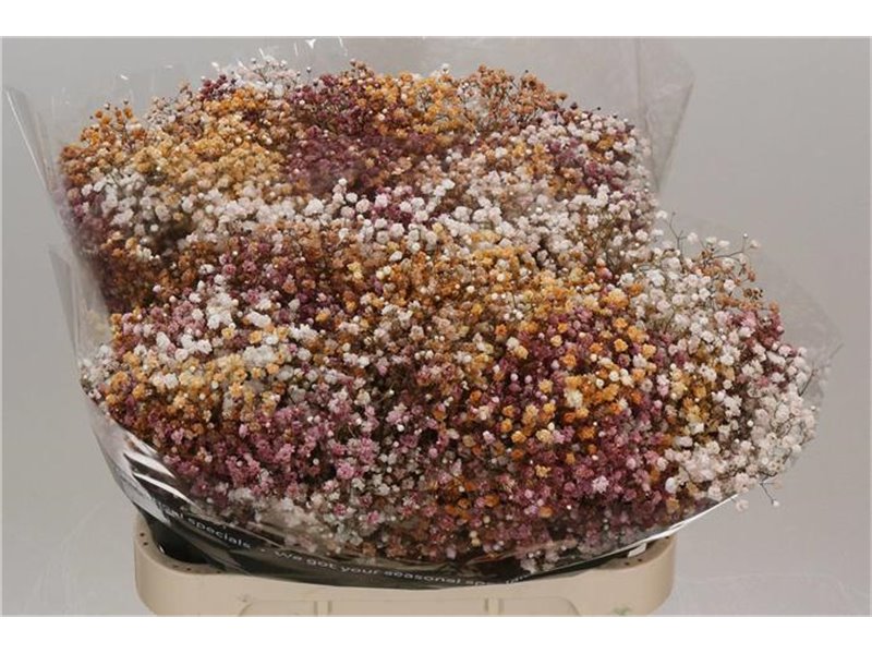 Gipsofila Dyed Wedding Mixed c900