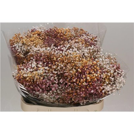 Gipsofila Dyed Wedding Mixed c900